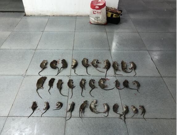 湖州灭老鼠公司