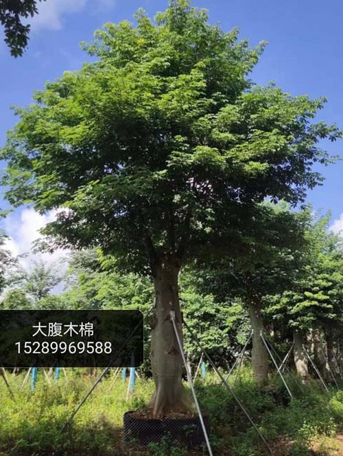 大腹木棉-木棉树