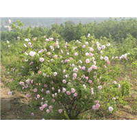 祥润玫瑰-品种6  丰花一号玫瑰苗 