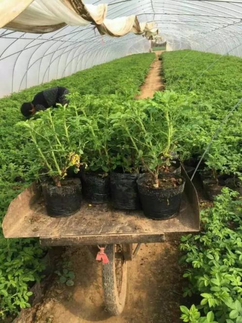 祥润玫瑰-品种2 丰花一号玫瑰苗 