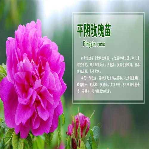 平阴玫瑰种植基地在哪里