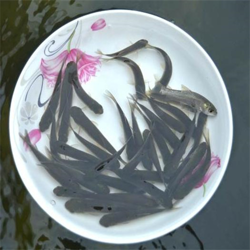 湖北鱼苗批发价格