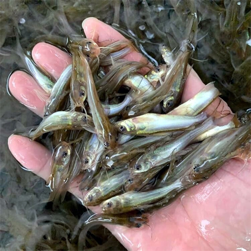 湖北鱼苗厂家供应
