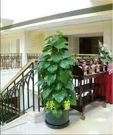 新疆办公室绿植租赁 