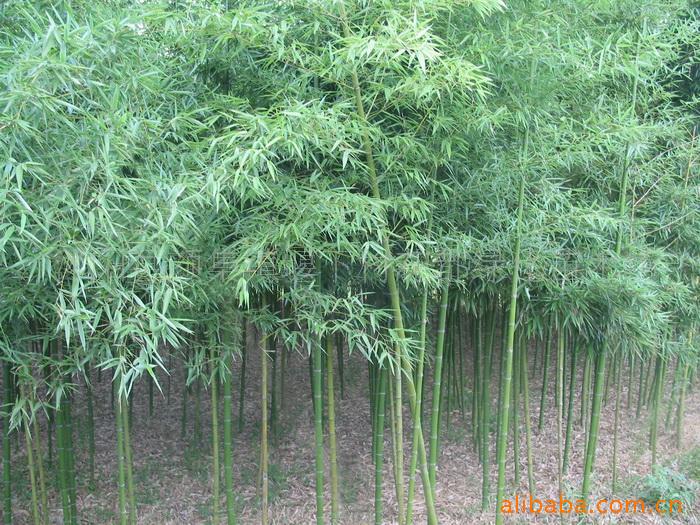 青皮竹供应商，海南青皮竹，供应青皮竹