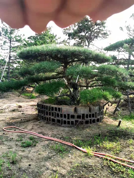 烟台造型油松基地之泰山迎客松