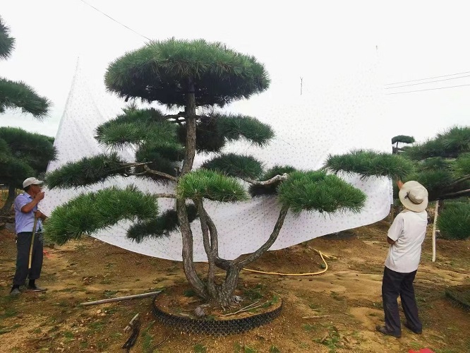 山东造型油松基地有哪些措施可以提高泰山景观松的美观度