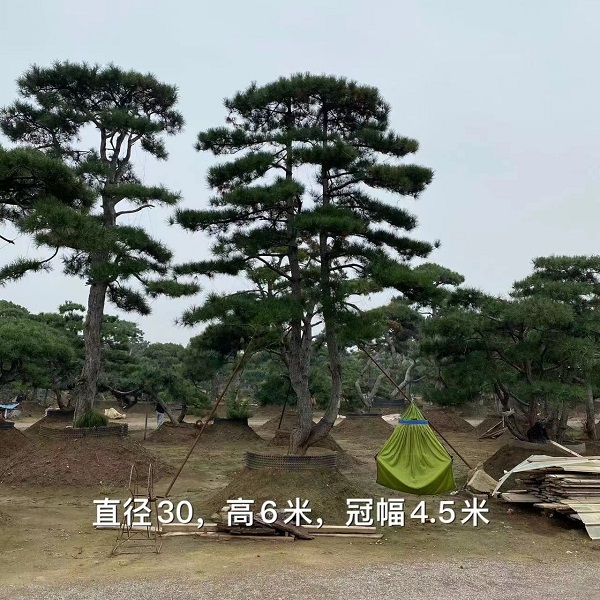 山东造型油松种子的选择方法