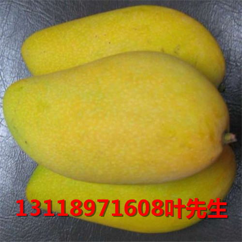 南宁金煌芒果苗，钦州金煌芒果苗，广西果苗