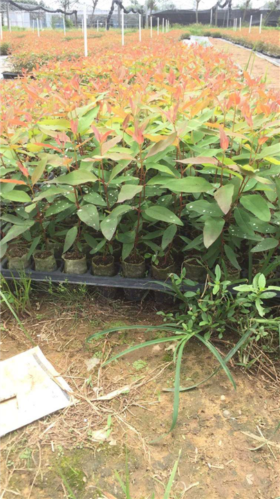 桉树有什么用途