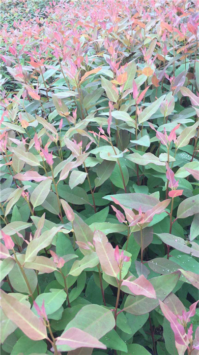 优质速生桉树苗