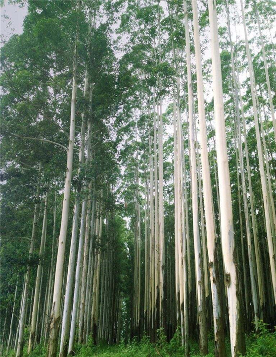 桉树种苗|桉树苗多少钱一棵|求购桉树苗 