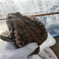济宁蟾蜍养殖基地