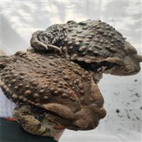 济宁改良蟾蜍养殖厂