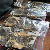 山东蟾蜍引种批发厂家