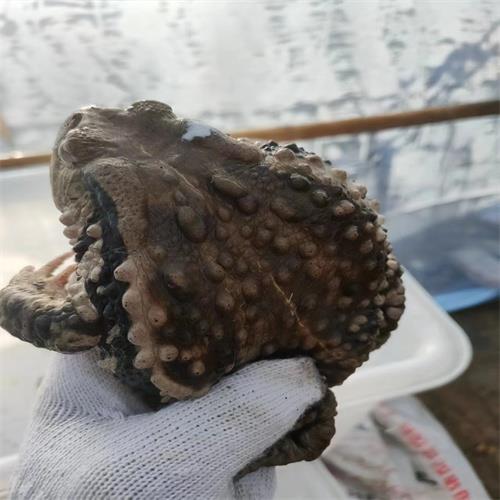 济宁蟾蜍养殖基地