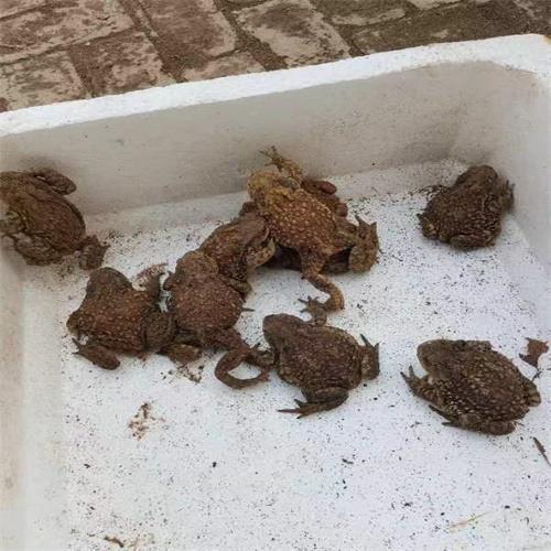 山东蟾蜍养殖基地哪家好