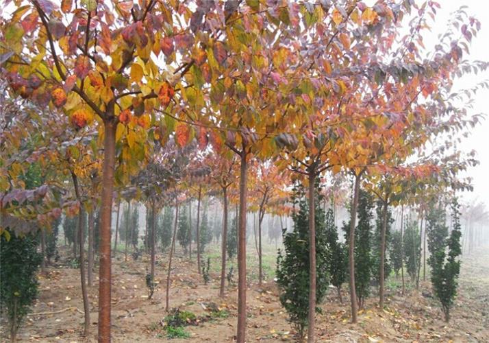 山东高杆樱花