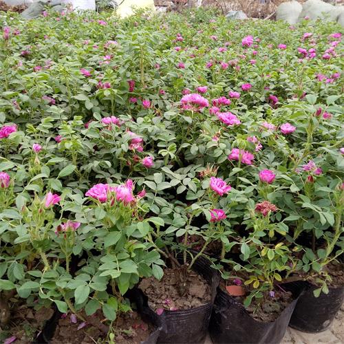 山东玫瑰盆景哪里有卖的