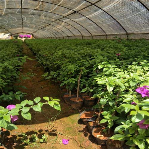 平阴玫瑰苗种植基地