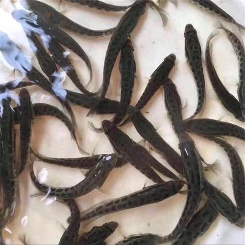 湖北鱼苗批发价格