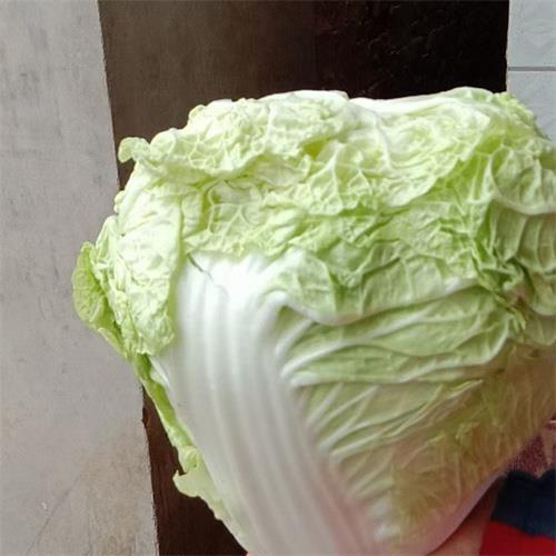 邯郸大白菜代办代收