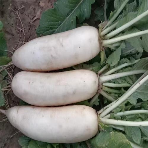 邯郸白萝卜种植基地