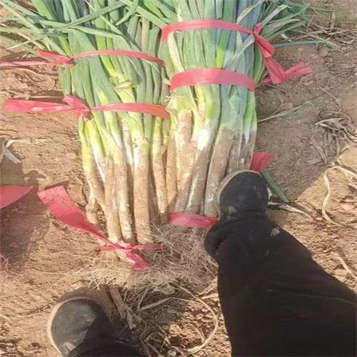 邯郸大葱批发价格