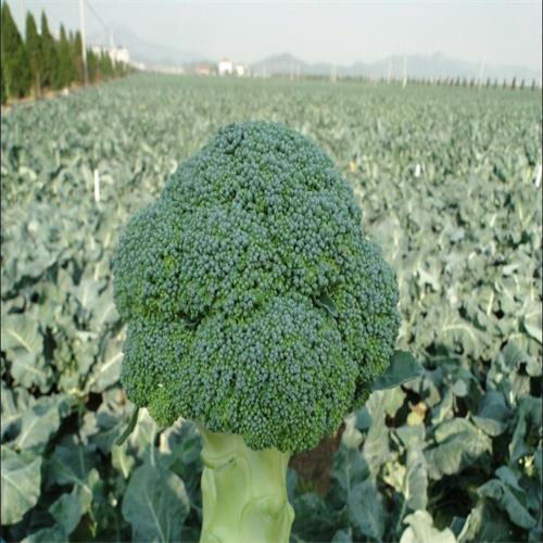 河北蔬菜瓜果代办电话