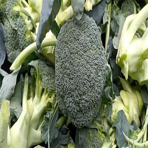 邯郸蔬菜代办代办老板电话