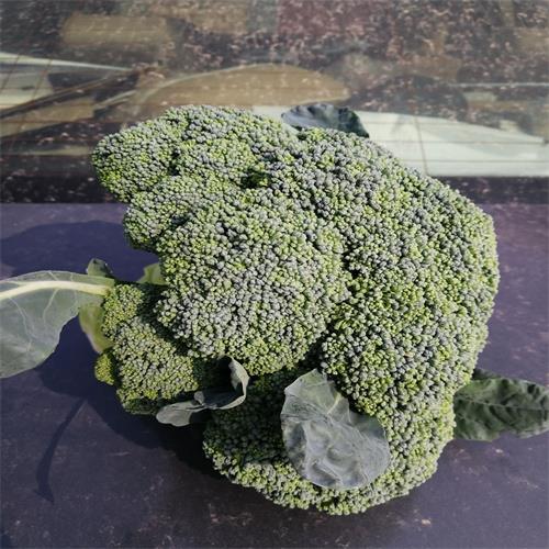 邯郸西兰花代办代收