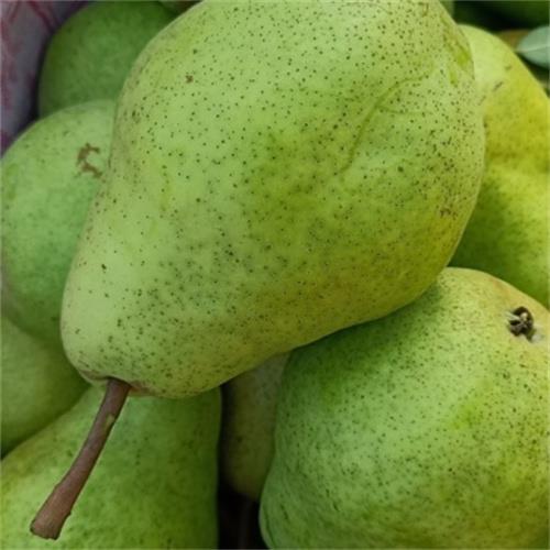 大头梨批发价格