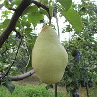 大头梨种植批发基地的价格优势
