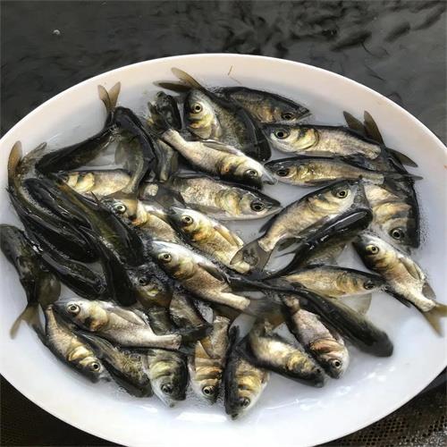 湖北鱼苗供应价格-湖北梁子湖