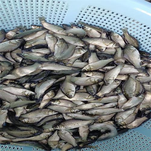 湖北鱼苗批发价格-湖北梁子湖