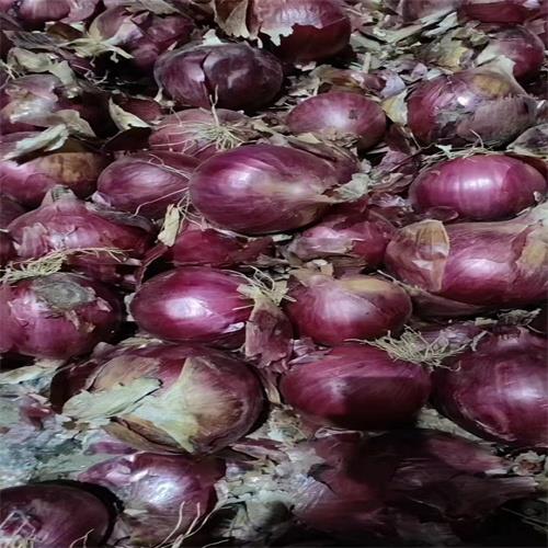 邯郸洋葱代办代收团队