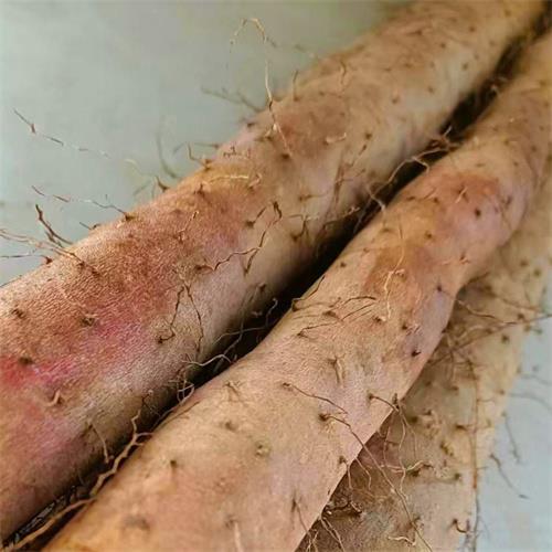 邯郸白玉山药批发多少钱一斤