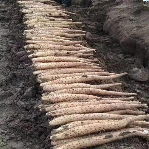 邯郸白玉山药代办代发