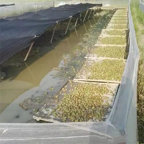济宁蟾蜍养殖农场