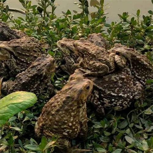 山东蟾蜍种苗养殖