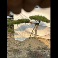 造型景观松