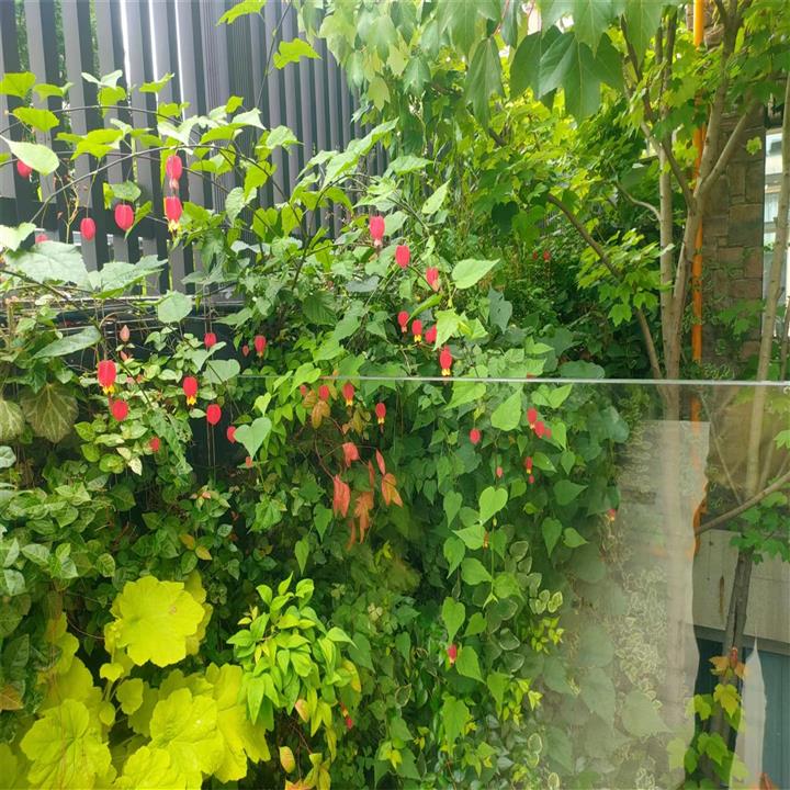 中铁生态城阅山湖植物墙