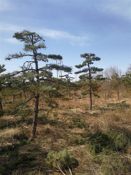 内蒙古造型松