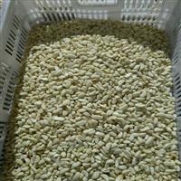 金乡大蒜代办_供应保鲜蔬菜