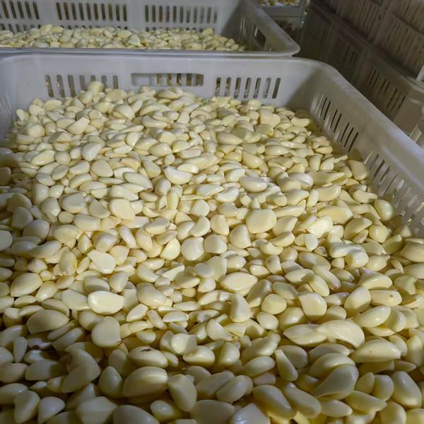 山东蔬菜代办_泰安萝卜代购