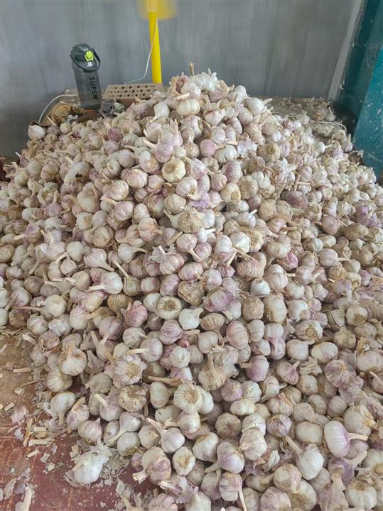 泰安蔬菜代办_平阴萝卜价格