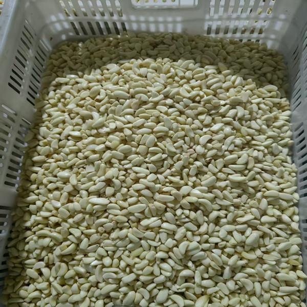 金乡大蒜代办_供应保鲜蔬菜