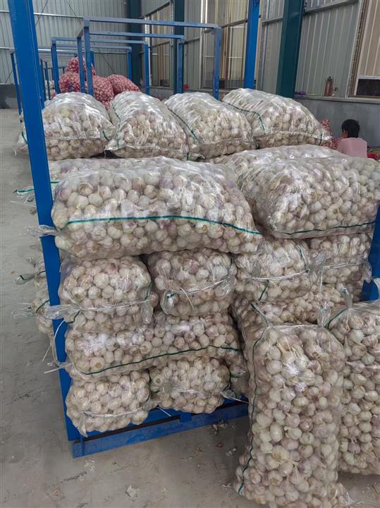 山东蔬菜代办_平阴白菜批发